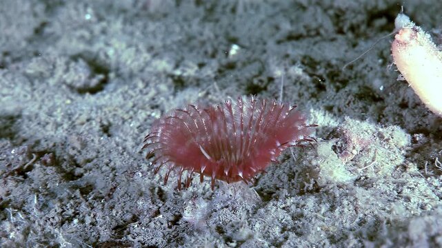 A Red Tube Worm, Serpula Vermicularis, displays its feathery feeding structure on the ocean bottom near Channel Islands National Park. This marine worm creates a calcareous tube for protection.