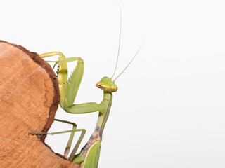 Macro shot of a praying mantis clinging to a small log on a white background