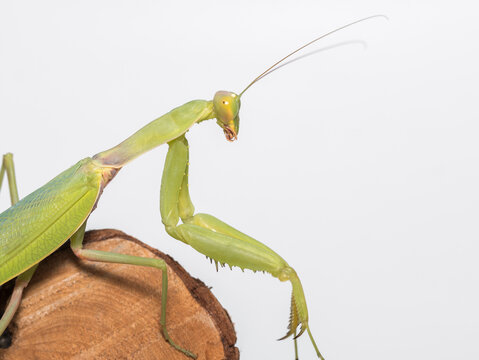 Praying mantis on a white background sitting on a small wooden log - Powered by Adobe