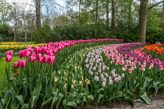 Jardin botanique aux tulipes de Keukenhof , &agrave; Lisse aux Pays-Bas