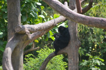 Obraz premium Black Siamang Gibbon Sitting on Tree Branch
