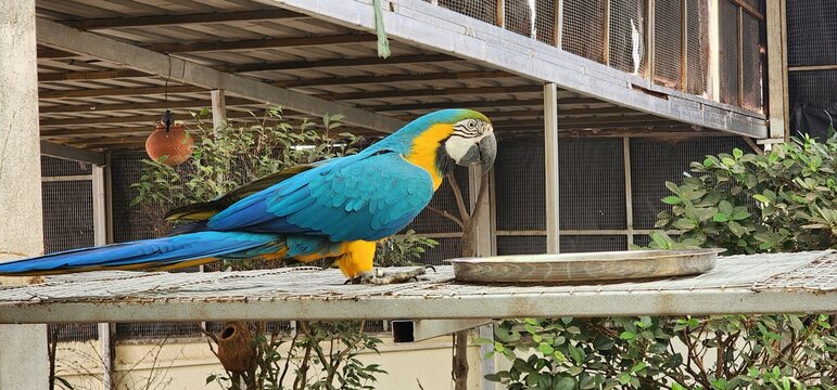 Blue-and-yellow macaw close-up (Ara ararauna), exotic bird