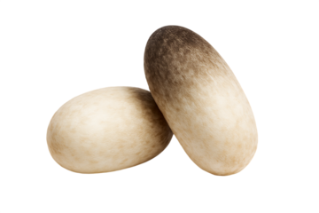 Two chaga mushrooms detailed texture and coloration isolated on transparent background