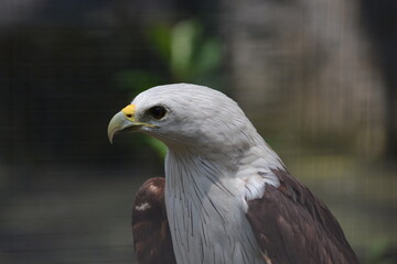 Brahminy Kite Bird of Prey Portrait