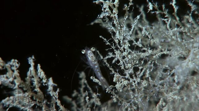 Antarctic Krill grazes on the underside of ice. These crustaceans are key to the ecosystem in the Southern Ocean during the summer months in Antarctica.