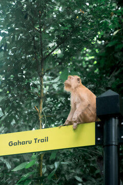 A Monkey Gazing Up from a Signpost in Bukit Timah Nature Reserve