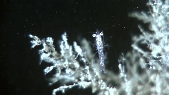 An Antarctic krill grazes on ice algae growing on the underside of sea ice. This is near McMurdo Station in Antarctica, during late winter darkness.