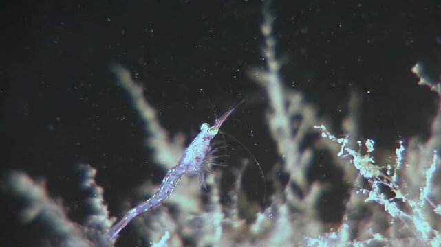 An Antarctic krill grazes on algae near the seafloor. The tiny crustacean moves among the icy formations during what appears to be a late-night forage, under the Antarctic ice.
