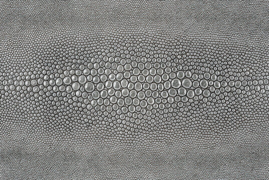 Close-up texture of shimmering silver stingray leather with a unique pattern