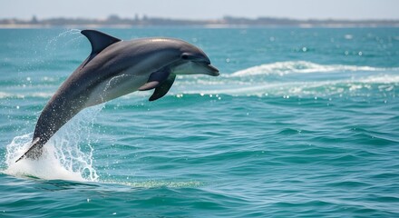 Fototapeta premium Dynamic image captures a sleek gray dolphin leaping high above the turquoise ocean water creating a spectacular splash.