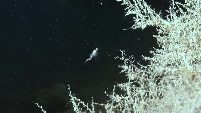 Antarctic krill swim near a cluster of ice formations and various organic material in the dark waters beneath the sea ice. The krill glides along the frozen landscape.
