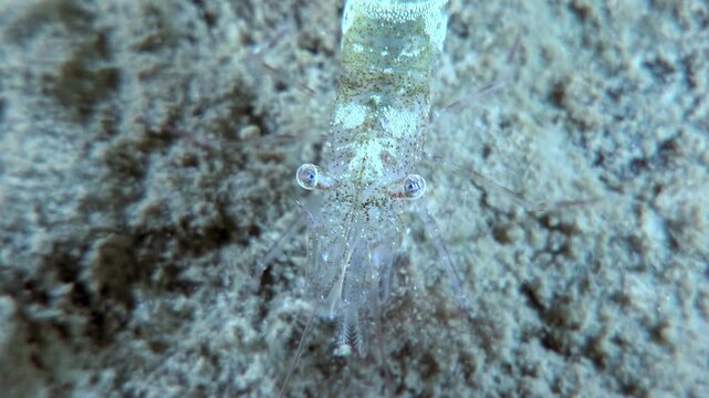 A krill sits motionless on the seabed in the Antarctic Ocean, then the tiny crustacean starts to dance for a brief moment before settling down on the ocean floor again.
