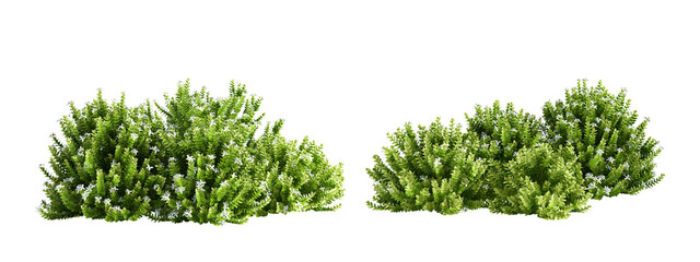 grass plant or shubs isolated on white background