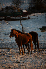 pferd tier natur bauernhof schnee
