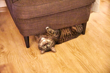 Funny domestic cat lying upside down under the sofa and playing at home. Cute playful pet making silly pose, relaxing indoors, showing curious and humorous animal behavior in cozy home interior