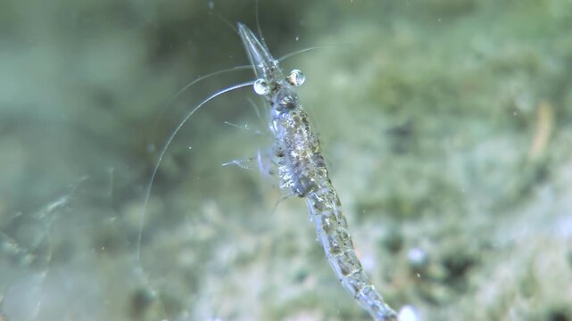 Observe a tiny Antarctic krill shrimp as it navigates the icy waters of the Southern Ocean. The small crustacean gracefully swims near underwater plants. A glimpse into life in Antarctica.