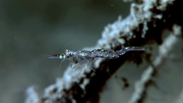 An Antarctic krill shrimp explores its underwater habitat, foraging and navigating among marine vegetation. This captivating look reveals its daily life near the South Pole.