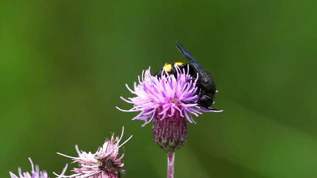 Slow motion footage of mammoth wasp scolia hirta on thistle flower
