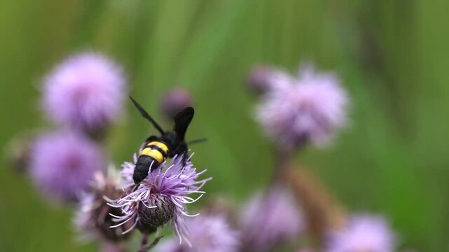 Slow motion footage of mammoth wasp scolia hirta on thistle flower