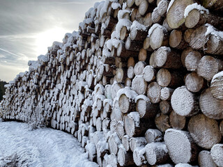 Close up of sections of tree trunks, covered in snow