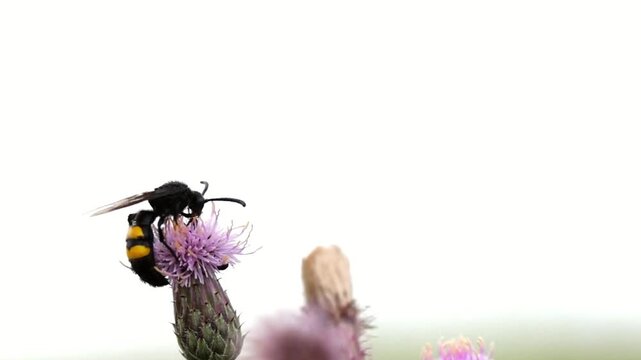 Slow motion footage of mammoth wasp scolia hirta on thistle flower