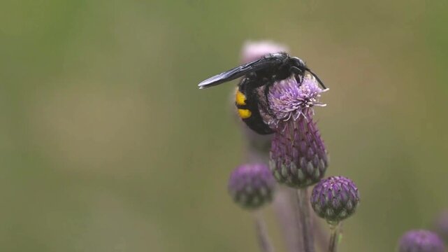 Slow motion footage of mammoth wasp scolia hirta on thistle flower