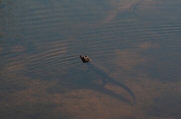 Crocodile dans son habitat naturel, faune sauvage 