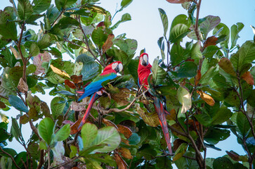 Couple d'Aras rouges dans la canop&eacute;e d'une for&ecirc;t tropicale 