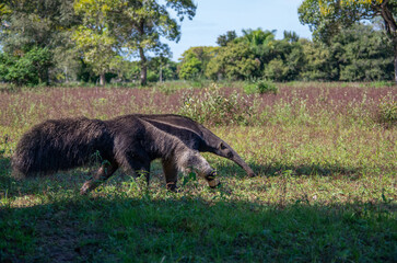 Grand fourmilier g&eacute;ant marchant dans une prairie ensoleill&eacute;e, faune sauvage d'Am&eacute;rique du Sud. 