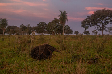 Grand fourmilier g&eacute;ant marchant dans une prairie ensoleill&eacute;e, faune sauvage d'Am&eacute;rique du Sud. 