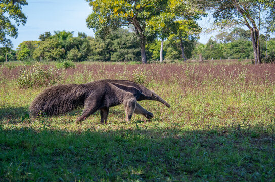Grand fourmilier g&eacute;ant marchant dans une prairie ensoleill&eacute;e, faune sauvage d'Am&eacute;rique du Sud. 