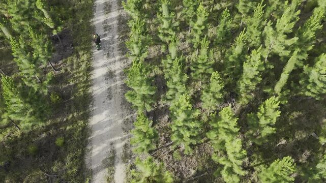 Drone hovers as camera pans over trail as lone scooter follows the path in a pine tree forest at base of the Tsitsikamma Mountains on a sunny day in Stormsrivier, Eastern Cape, South Africa