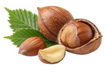 beechnut nuts transparent isolated on background white