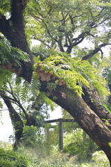 Lush Tropical Tree Canopy with Epiphytic Ferns and Green Foliage