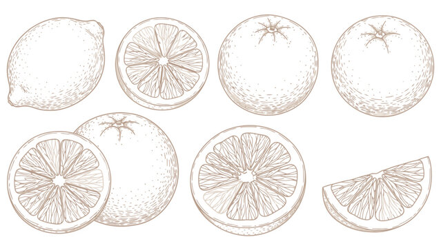 A vintage style illustration of various citrus fruits and their sections