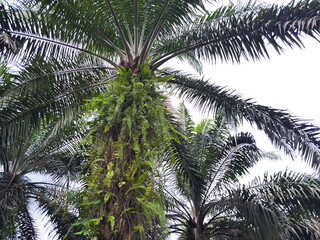 Fototapeta premium Lush tropical palm trees with green leaves and ferns