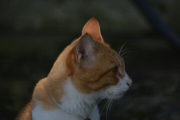Domestic Ginger Cat Profile and Fluffy Long-Haired Cat Outdoors