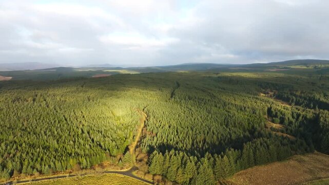 UK Landscape Nature Forest