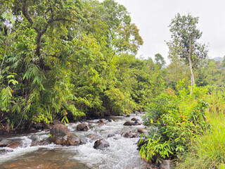 Serene forest stream with lush greenery and rocky waters