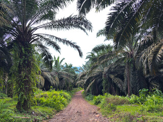 Serene palm tree forest with dirt path and lush greenery