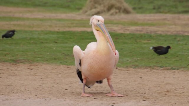 P&eacute;lican rose marchant sur terrain naturel