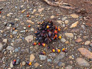 Scattered palm fruits on rocky ground with natural debris