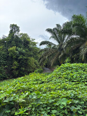 Lush tropical landscape with palm trees and green foliage under cloudy sky