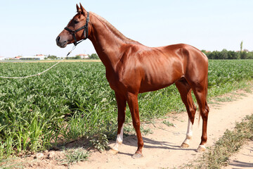 Valuable racehorse. Full body of bay sportive horse