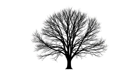 Silhouetted tree with bare branches creating an intricate network against white space landscape