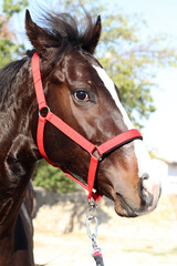 Face horse in the farm