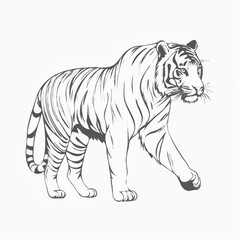 tiger vector illustration