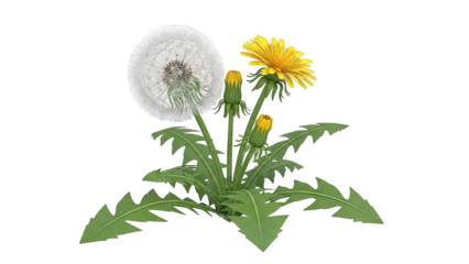 Dandelion plant with yellow flower, seed head, and buds