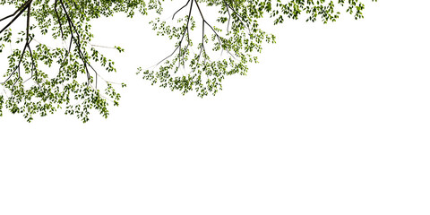 green tree leaves isolated on white