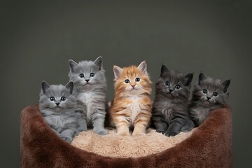 Adorable Group Of Five Kittens In A Soft Leopard Print Basket Looking Curious And Playful